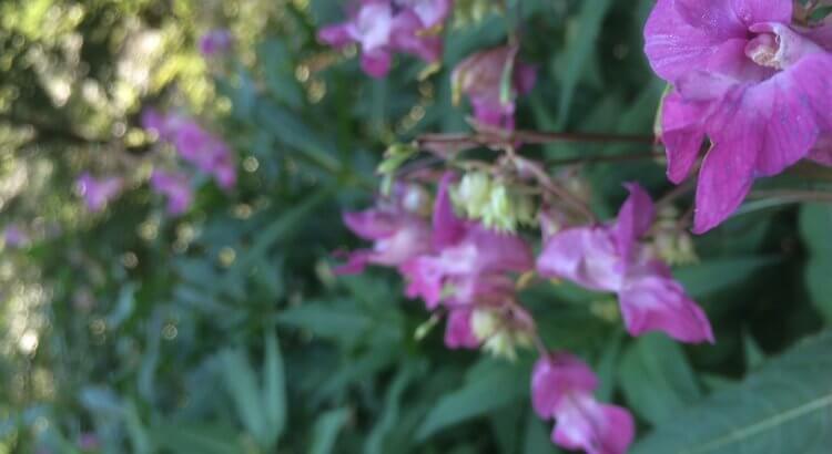 Eine lila Blüte mitten im Wald. Nektar für den Honig.