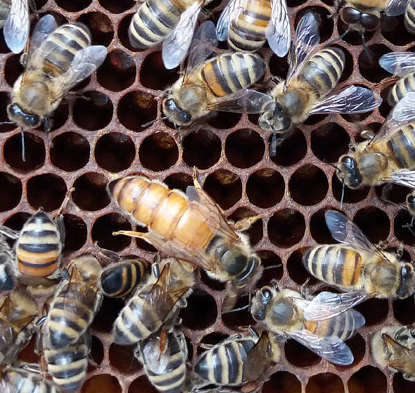 Eine Bienenkönigin inmitten ihrer Bienen